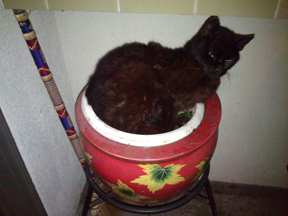 Cat in potted plant.