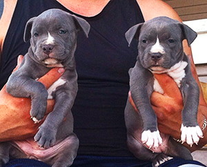2pitbull puppies