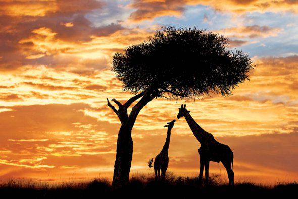 african serengeti